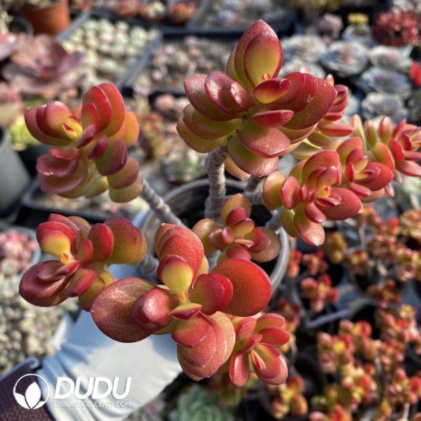 Crassula ovata minima - Image 1