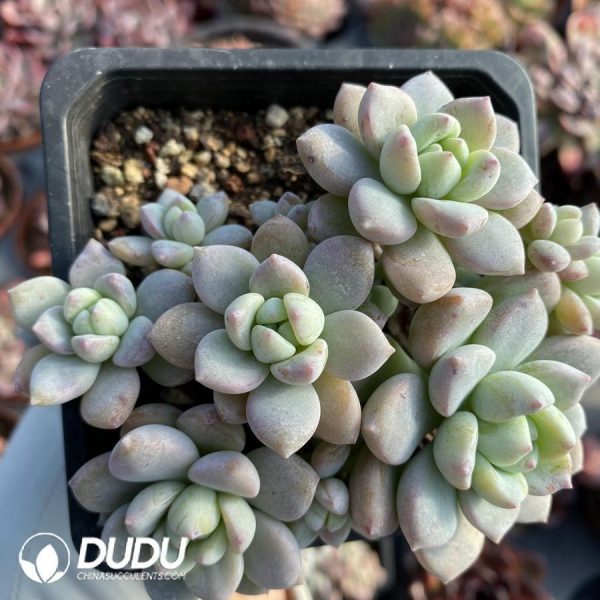 Echeveria Wangshu - Image 1