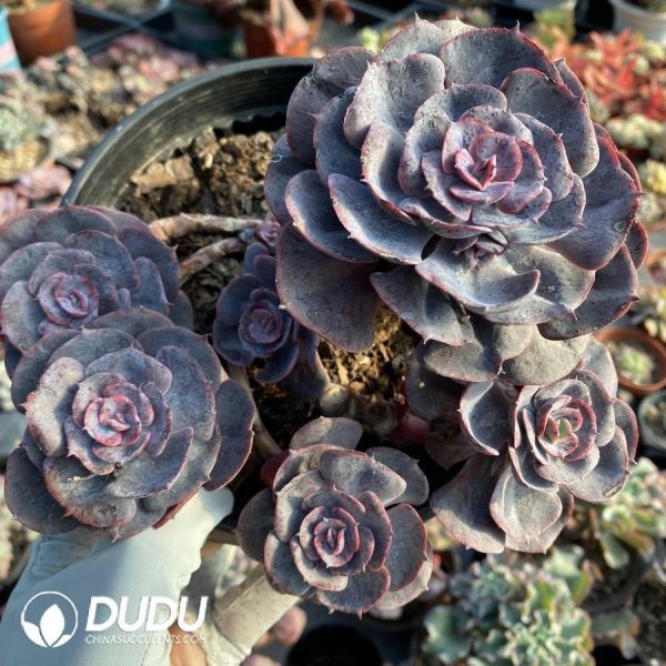 Echeveria Dusty Rose - Image 1