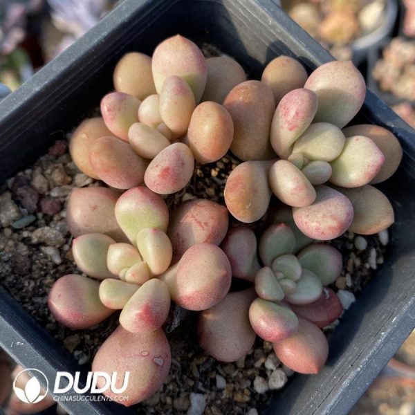 onsale339.jpeg Graptoveria Avant-garde - Image 1