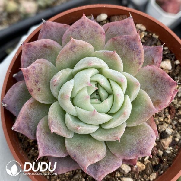 onsale34.jpeg Echeveria hybrid - Image 1
