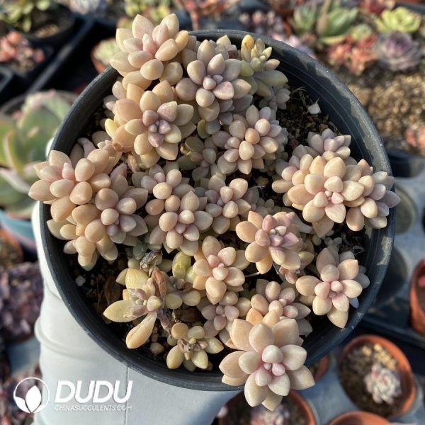 Graptopetalum mendozae - Image 1