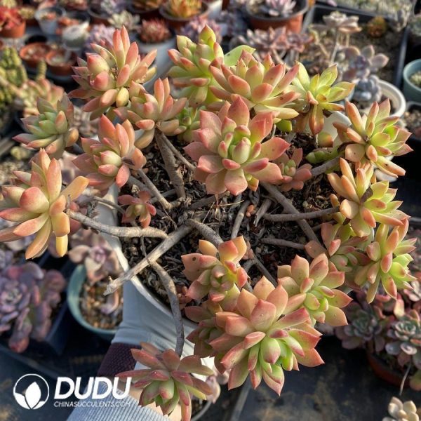 onsale341.jpeg Echeveria Pansy - Image 1