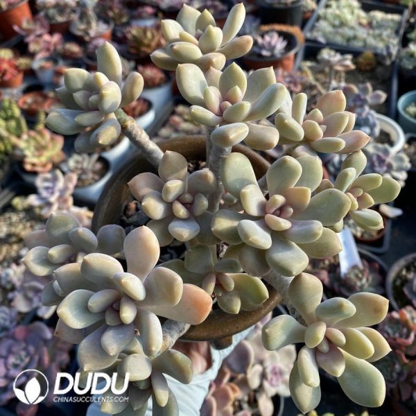 onsale342.jpeg Pachyveria pachyphytoides - Image 1