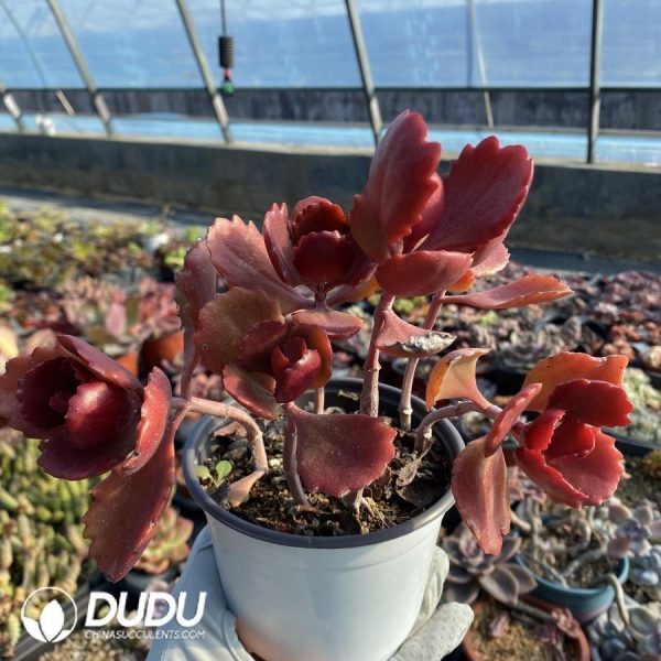 onsale343.jpeg Kalanchoe tomentosa - Image 1