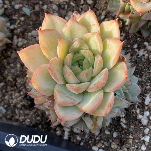 onsale347.jpeg Echeveria malgan - Image 1