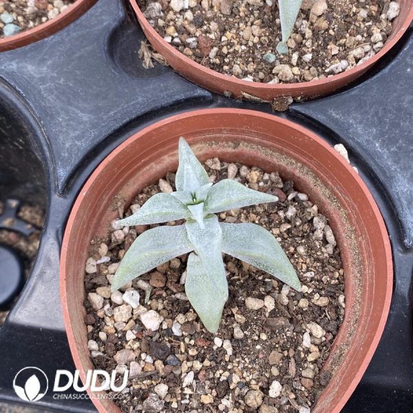 Crassula White Snow - Image 1