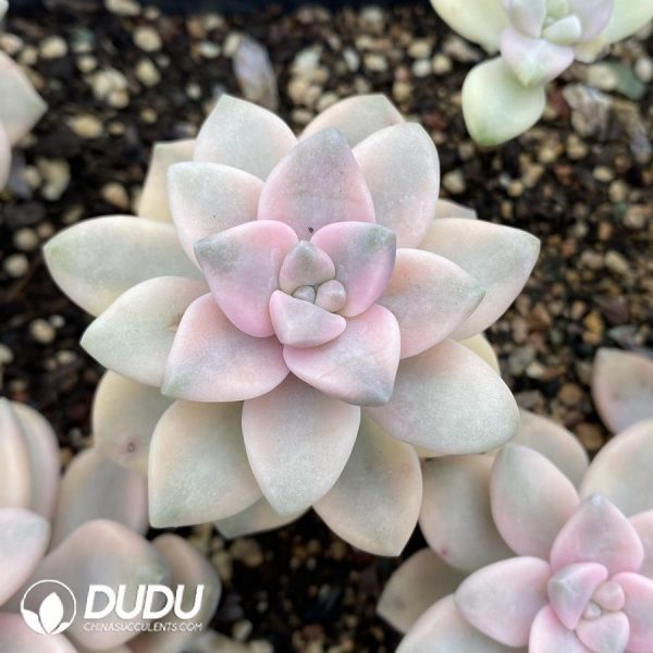 Pachyphytum Apricot Beauty - Image 1