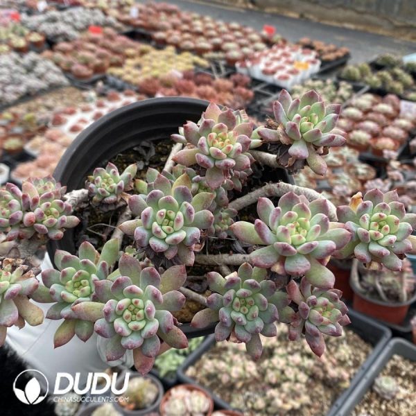 Sedeveria Blue Elf - Image 1