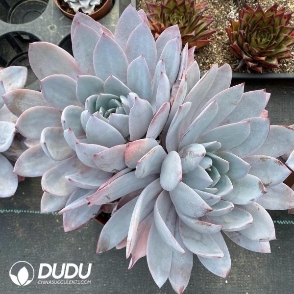Echeveria white lotus - Image 1