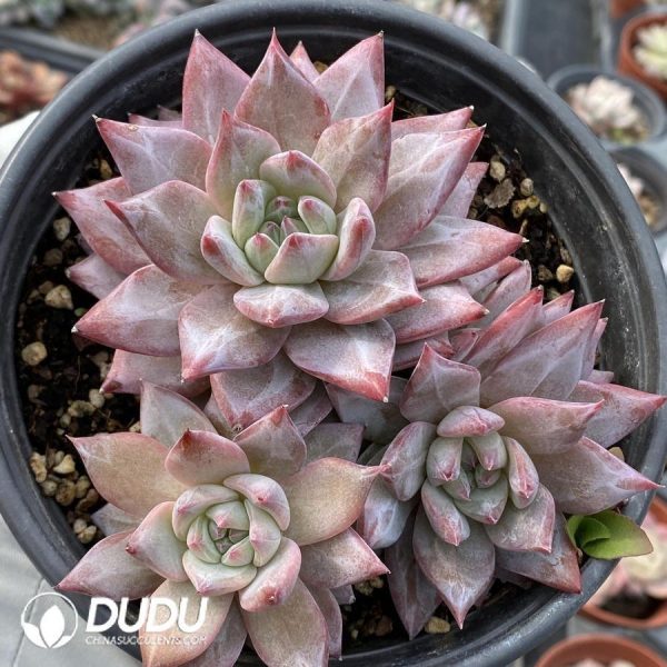 Echeveria Blue Bird Clustering - Image 1