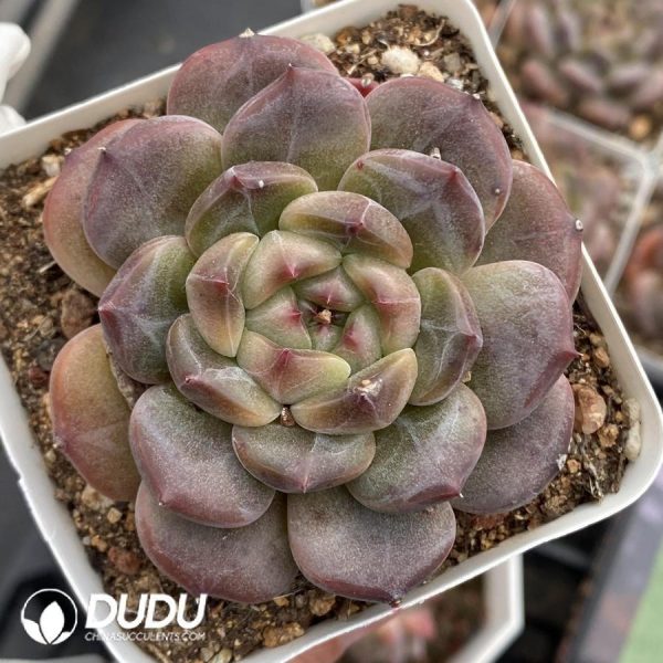 Echeveria OF1129 - Image 1