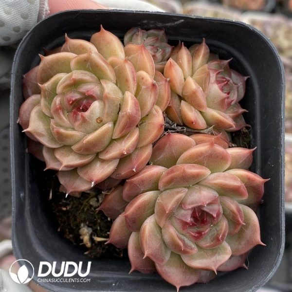 Echeveria Dark Jade Jenny - Image 1