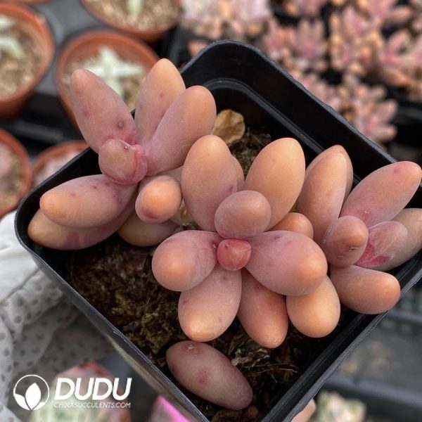 Pachysedum Ganzhou - Image 1