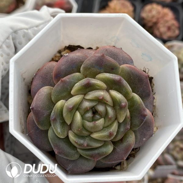 Echeveria OF927 - Image 1