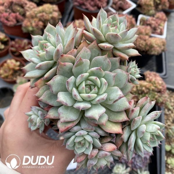 onsale5.jpeg Echeveria TP Clustering - Image 1