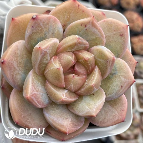 Echeveria OF1176 - Image 1