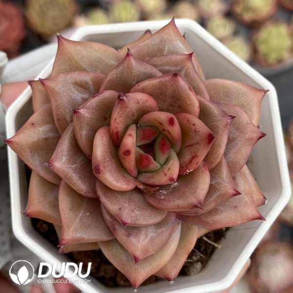 Echeveria Diamond Dragon - Image 1