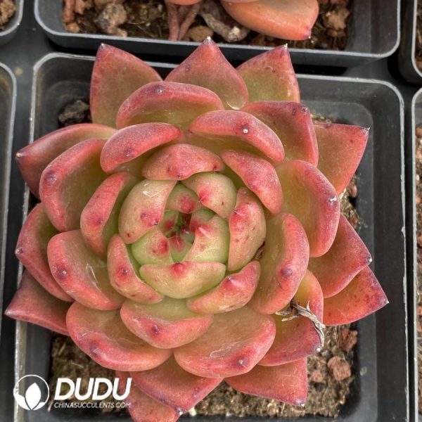 Echeveria Lindsayana - Image 1