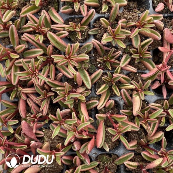 Peperomia Graveolens Cuttings - Image 1