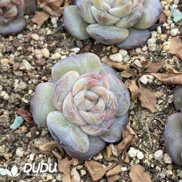Echeveria Kong Sugar Heart - Image 1