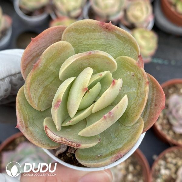 Echeveria Peach Pride - Image 1
