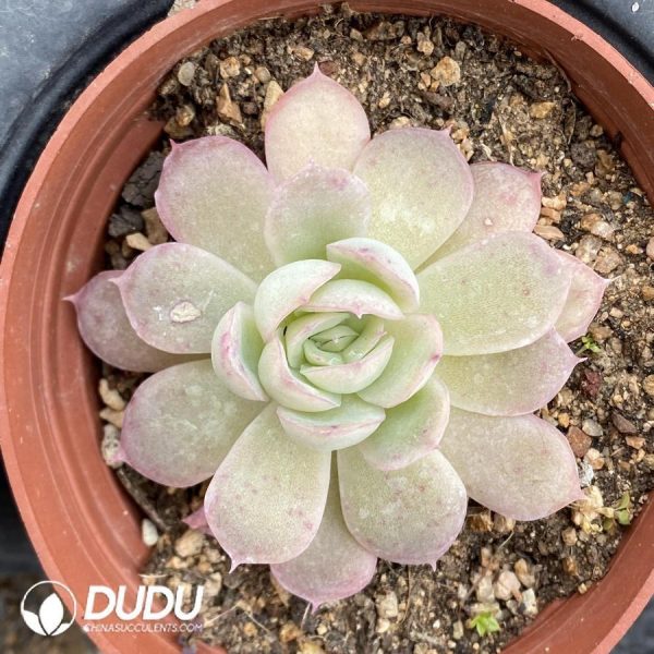 Echeveria Hybridization - Image 1