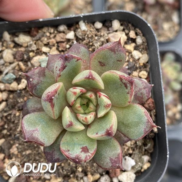 onsale58.jpeg Echeveria Fireworks Sunflower - Image 1