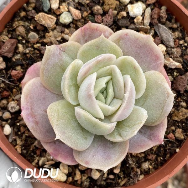 onsale59.jpeg Echeveria Blue Surprise - Image 1