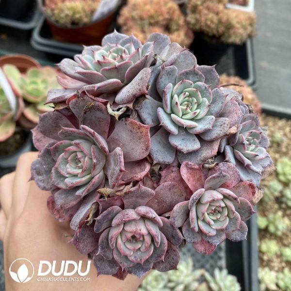 onsale6.jpeg Echeveria Laulensis - Image 1