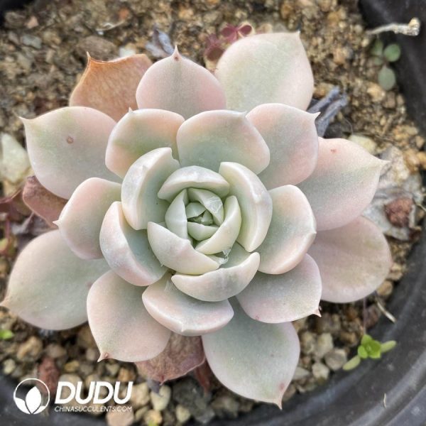 Echeveria runyonii variegated - Image 1