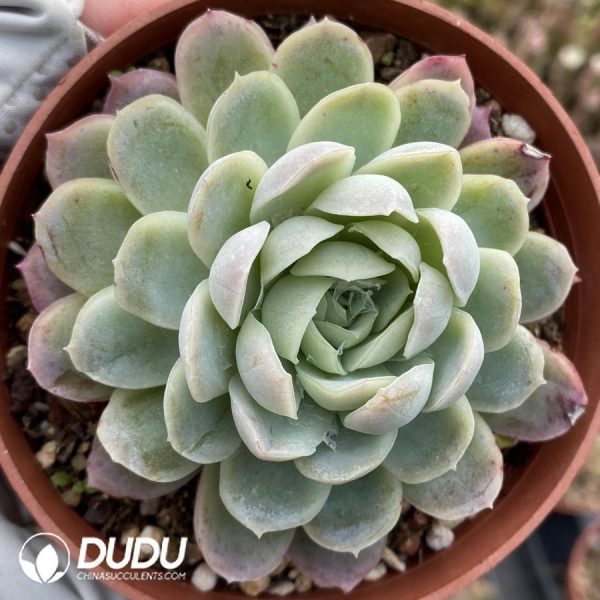 Echeveria Berry - Image 1