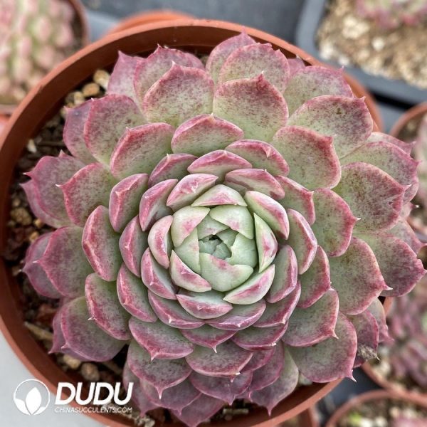 Echeveria Midget Crabapple - Image 1