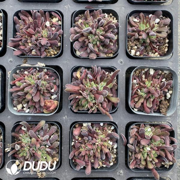 Crassula Pubescens Subsp. Radicans - Image 1