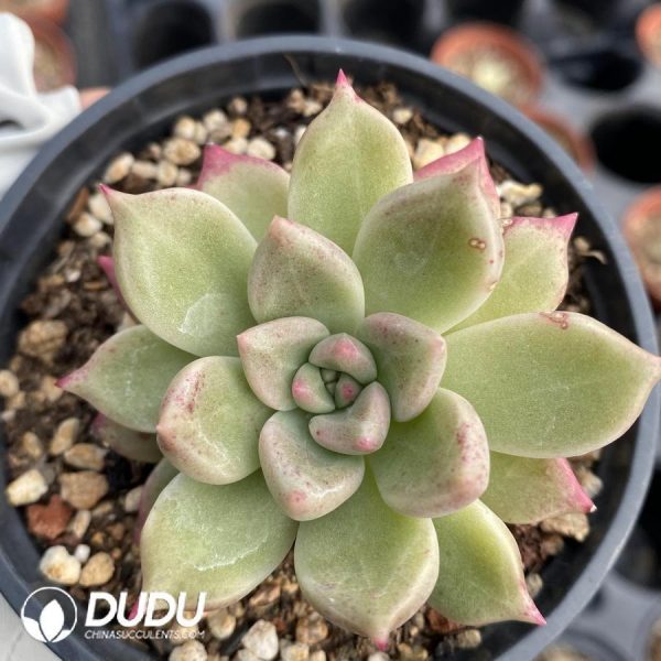 Echeveria Misty Bubbles Clustering - Image 1