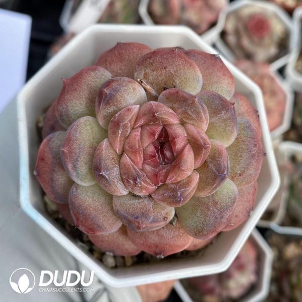 onsale69.jpeg Echeveria OF1316 - Image 1