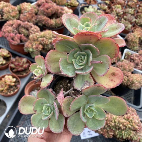 Echeveria hybrid - Image 1