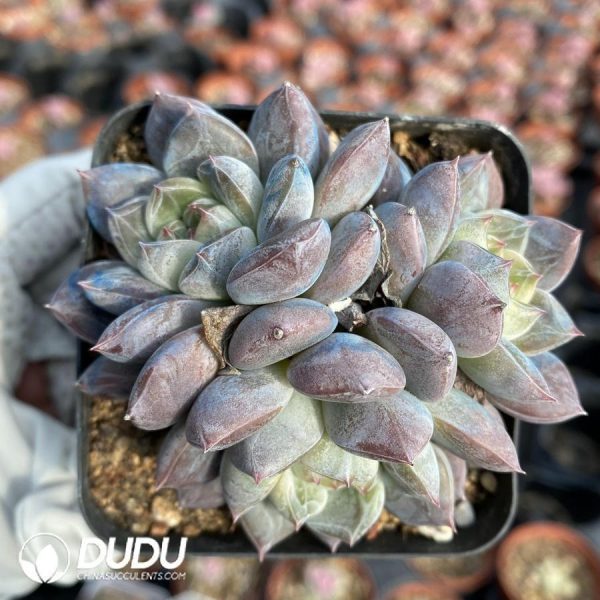 Echeveria OF1005 - Image 1