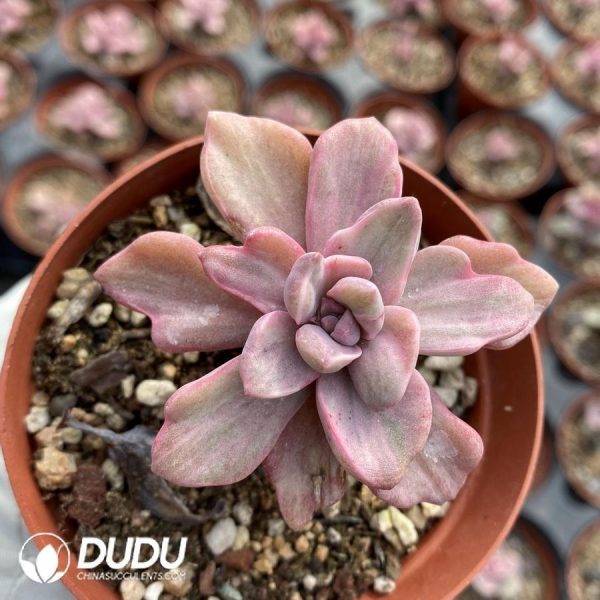 Graptoveria Mrs Richards - Image 1