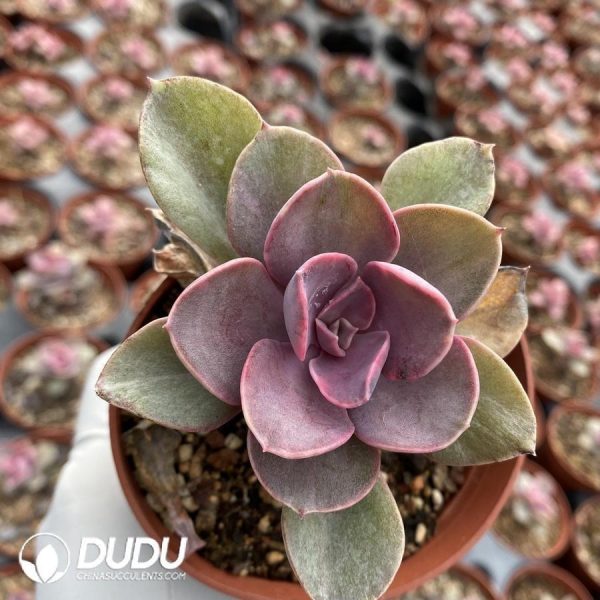 Echeveria Rainbow - Image 1