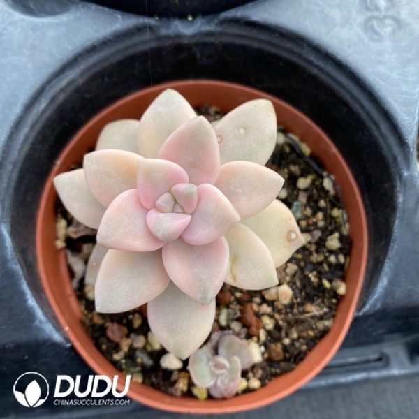 Pachyphytum Apricot Beauty - Image 1