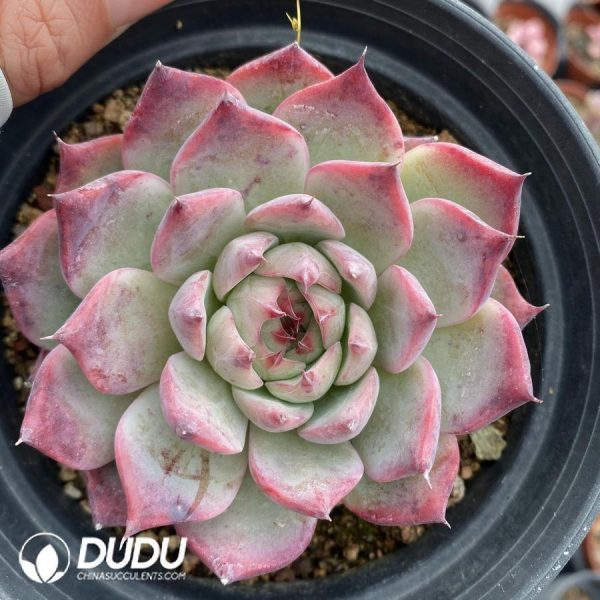 onsale75.jpeg Echeveria chihuahuaensis - Image 1