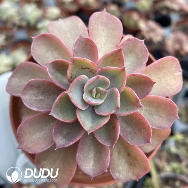 Echeveria Raindrop - Image 1