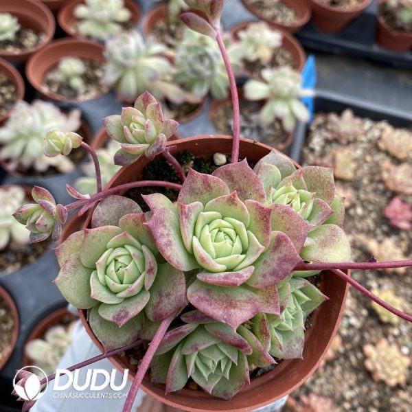 Graptoveria Jadeita - Image 1