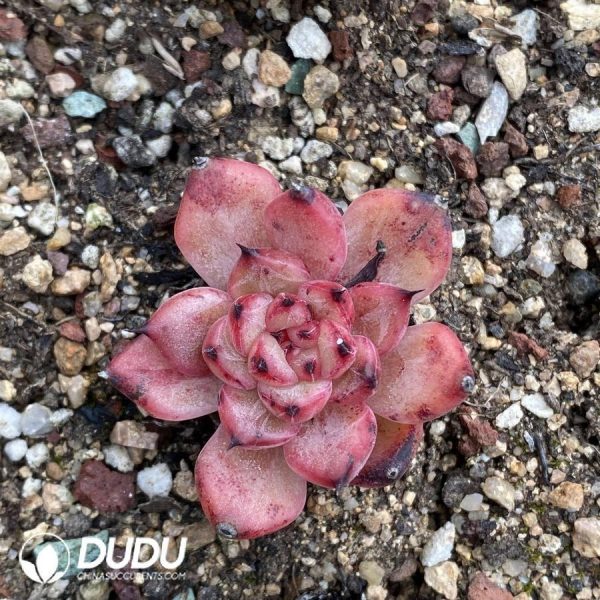 Echeveria Star Jenny - Image 1