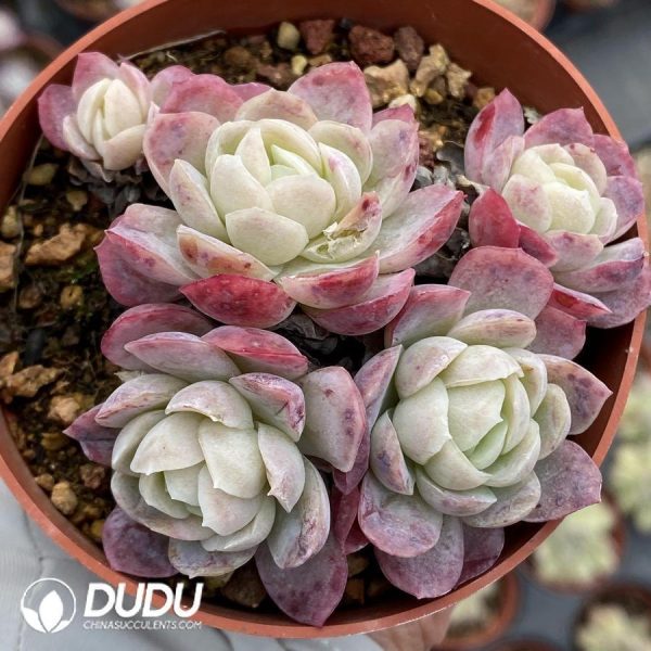 Echeveria Rasberry Ice Clustering - Image 1