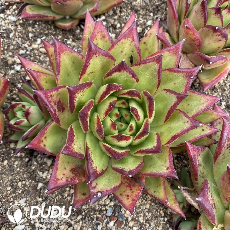 onsale8.jpeg Echeveria Lipstick - Image 1