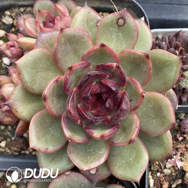 onsale80.jpeg Echeveria Red Mountain Fruit - Image 1