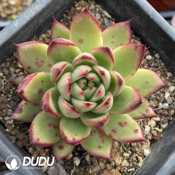 Echeveria No Name 3 - Image 1