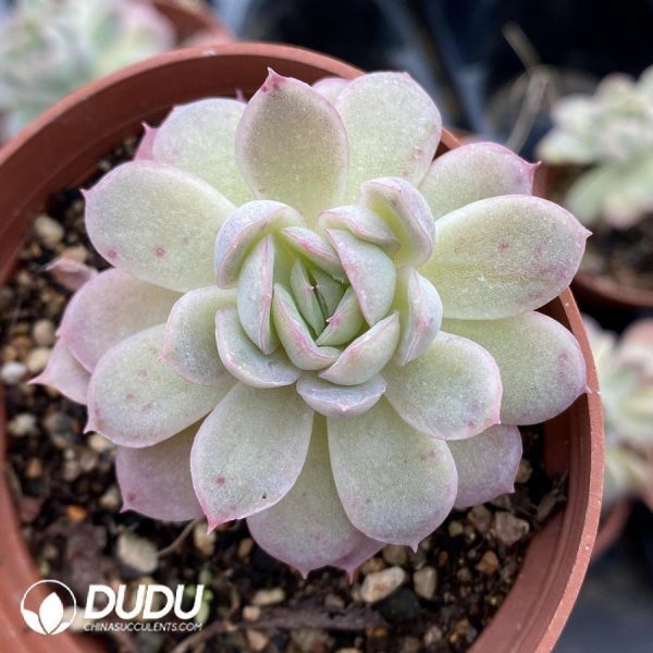 Echeveria No Name 4 - Image 1